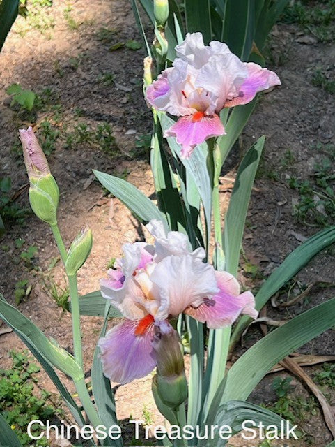 Chinese Treasure TB Iris (Blyth 1981)