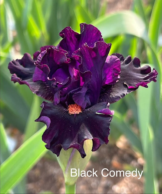 Black Comedy ITB Iris (Black 2017)