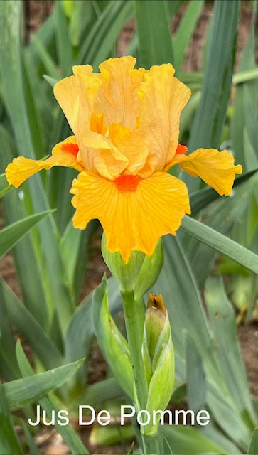Jus De Pomme IB (Cayeux 2011)