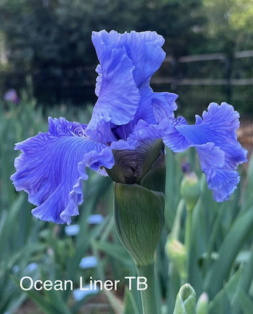Ocean Liner TB Iris (Keppel 2016)