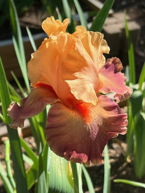 Rio TB Iris (Keppel 2000)
