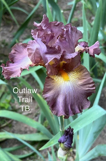 Outlaw Trail TB Iris (Schreiner 2003)