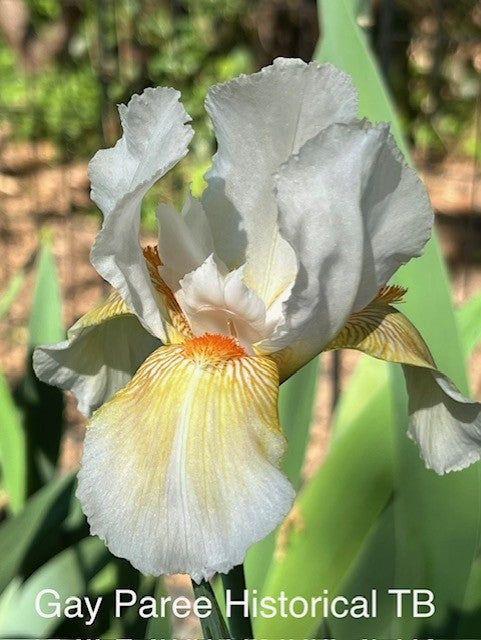 Gay Paree TB Historical Iris (Plough 1954)