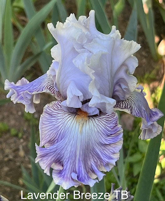 Lavender Breeze TB Iris (Johnson 2019)