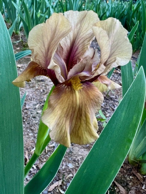 Shampoo IB Iris (Messick 1977)