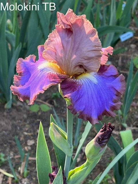 Molokini TB Iris (Sutton 2016)