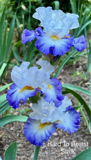 Hard To Resist TB Iris (Johnson 2016)