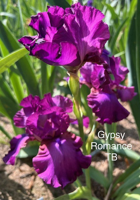 Gypsy Romance TB Iris (Schreiner 1994)