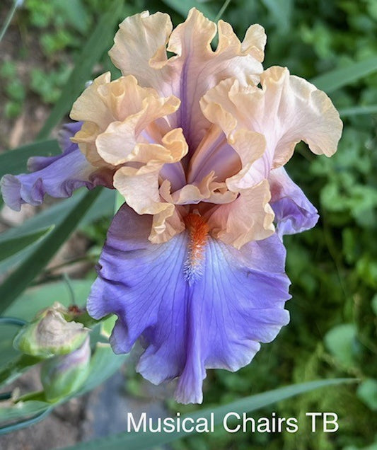 Musical Chairs TB Iris (Keppel 2018)