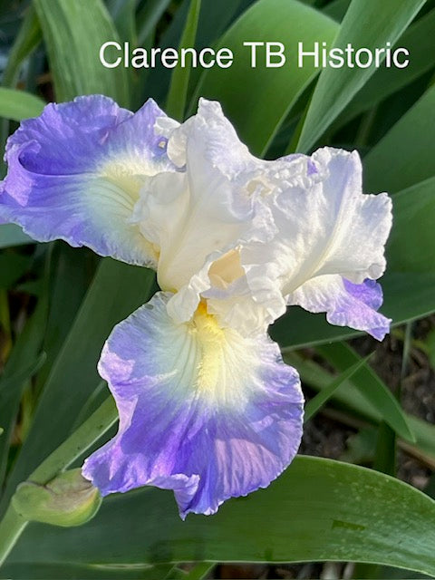 Clarence TB Historic Iris (Zubrigg 1990)
