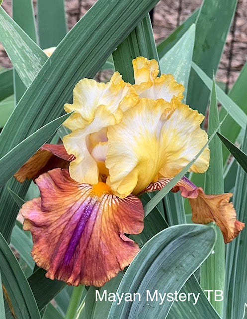 Mayan Mysteries TB Iris (Van Liere 2011)