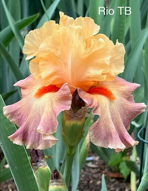 Rio TB Iris (Keppel 2000)