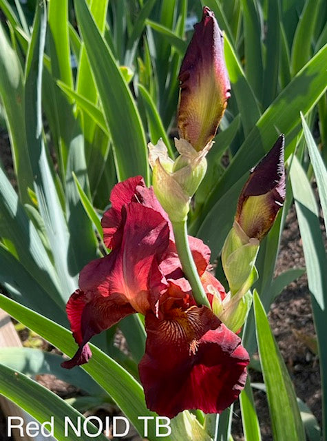 NOID #005 Dark Big Red TB Iris
