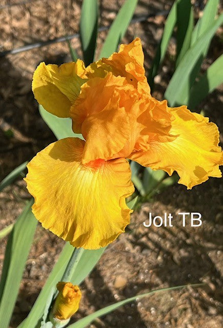 Jolt TB Iris (Weiler 1988)