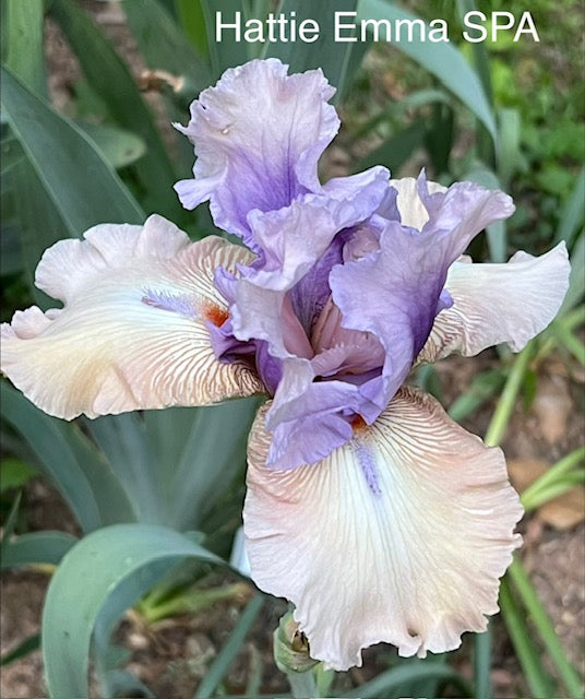 Hattie Emma TB Space Age Iris (Burseen 2008)