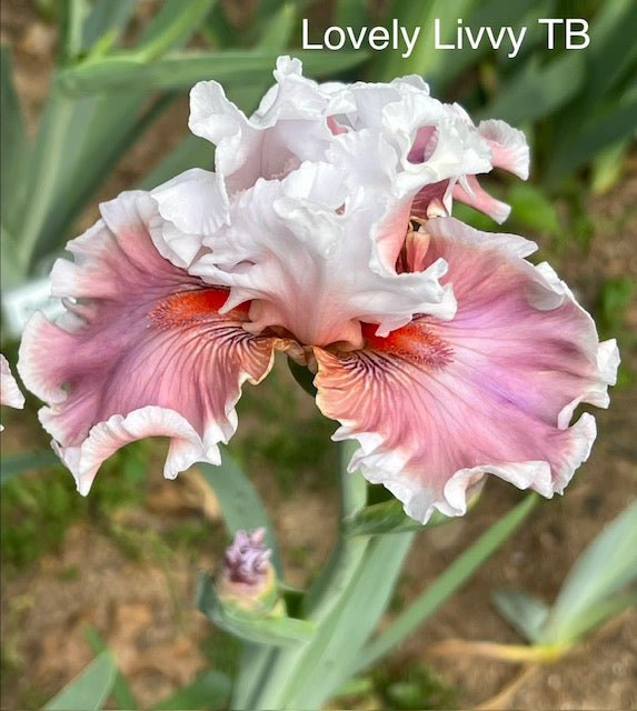 Lovely Livvy TB Iris (Johnson 2023)