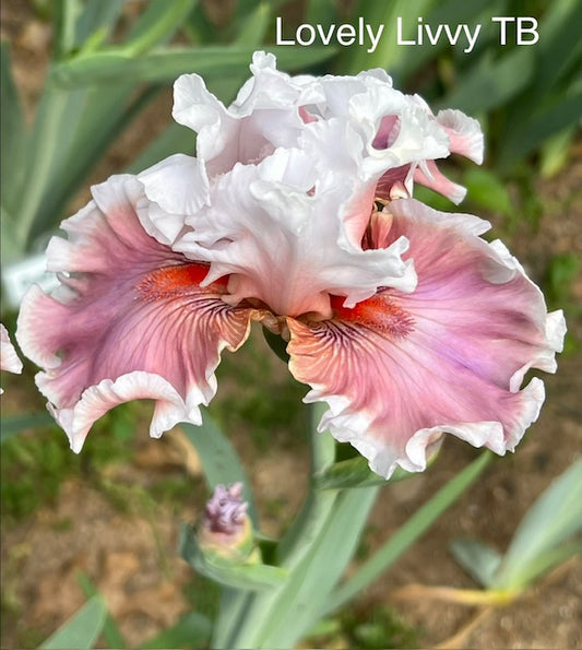 Lovely Livvy TB Iris (Johnson 2023)