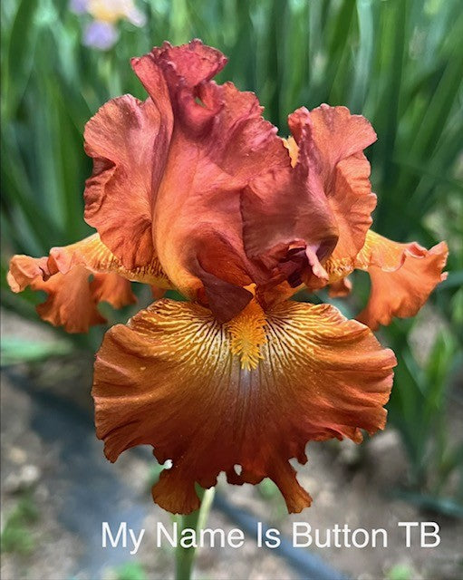 My Name Is Button TB Iris (Kanarowski 2024)