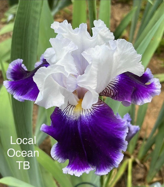 Local Ocean TB Iris (Schreiner 2024)