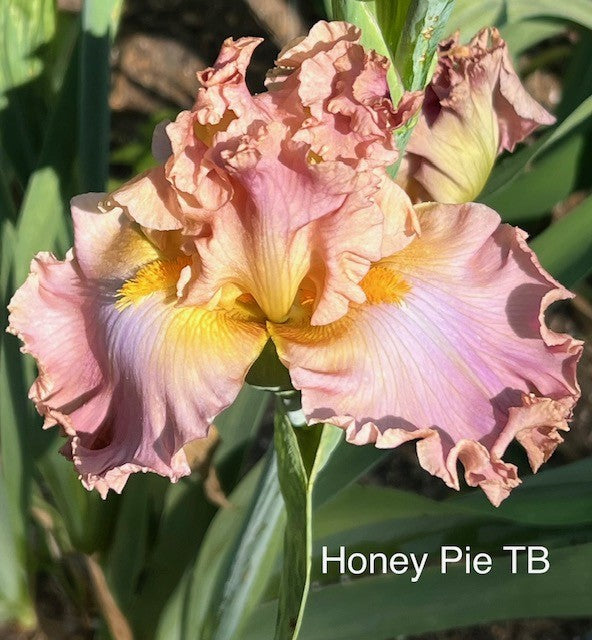 Honey Pie TB Iris (Blyth 2016)