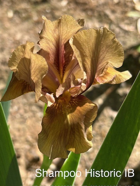 Shampoo IB Iris (Messick 1977)