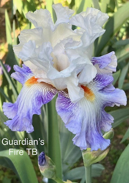 Guardian's Fire TB Iris (Mego 2016)