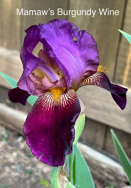Mamaw's NOID #003 Wine and Burgundy TB Iris