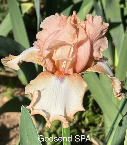 Godsend TB Space Age Iris (Byers 1988)