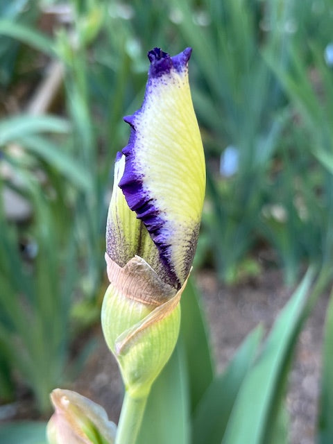 Stepping Out TB Iris (Schreiners 1964)