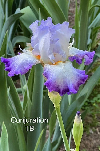 Conjuration TB Iris (Byers 1988)