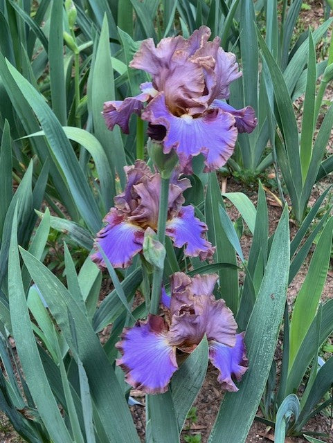 Molokini TB Iris (Sutton 2016)
