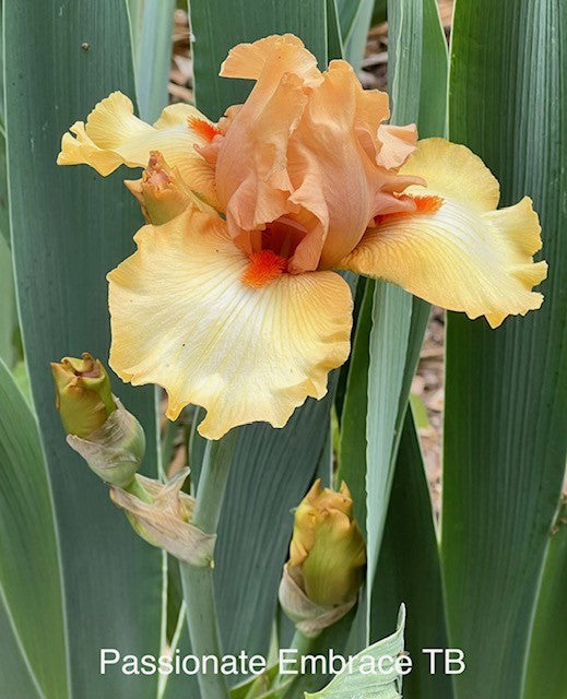 Passionate Embrace TB Iris (Black 2009)