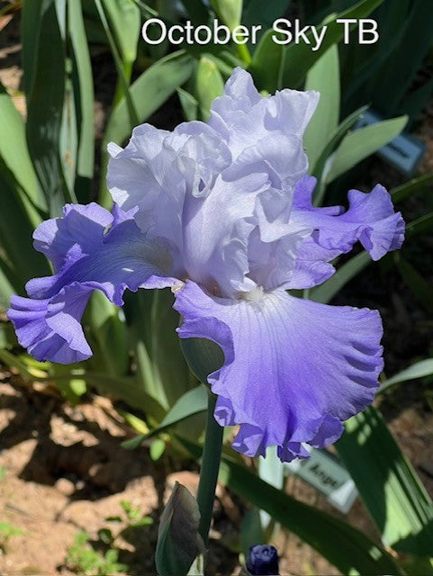 October Sky TB Iris (Lauer, 1999)