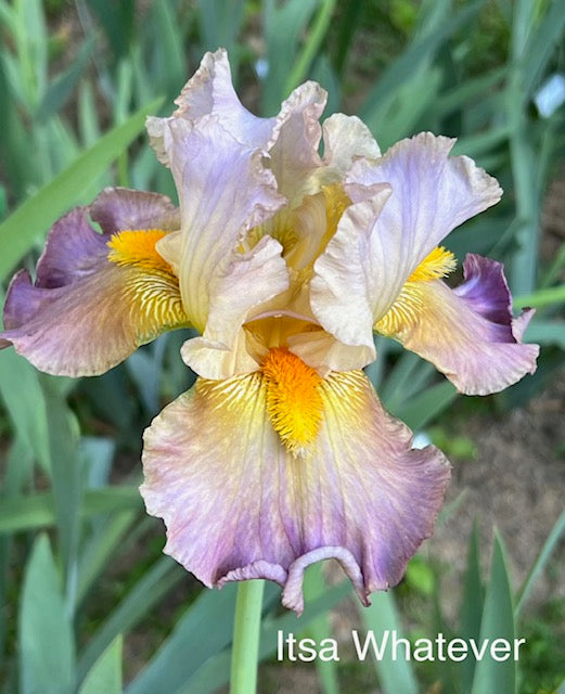 Itsa Whatever TB Space Age Iris (Burseen 2013)
