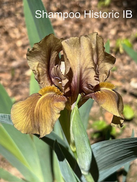 Shampoo IB Iris (Messick 1977)
