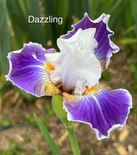 Dazzling IB Iris (Black 2008)