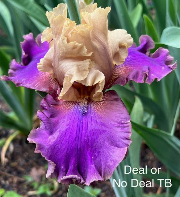 Deal or No Deal TB Iris (Black 2012)