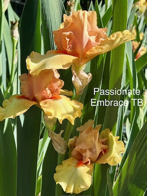 Passionate Embrace TB Iris (Black 2009)