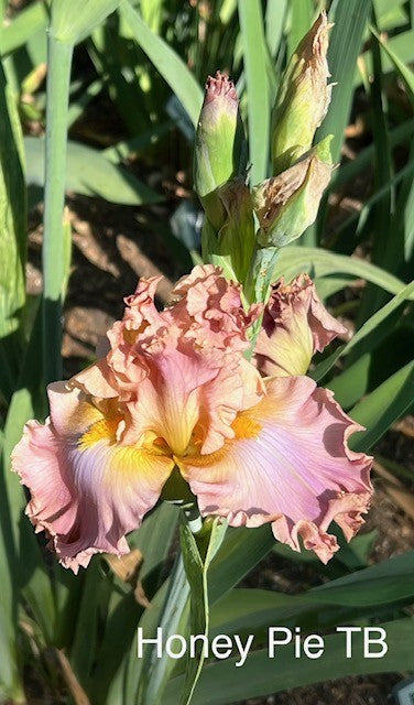 Honey Pie TB Iris (Blyth 2016)