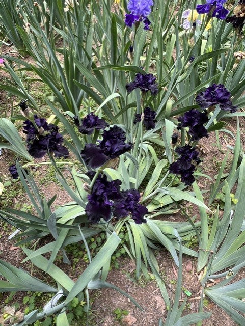 Black Friday TB Iris (Schreiner 2020)