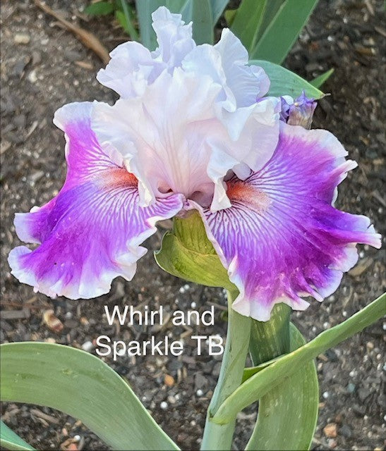 Whirl and Sparkle TB Iris (Black 2018)