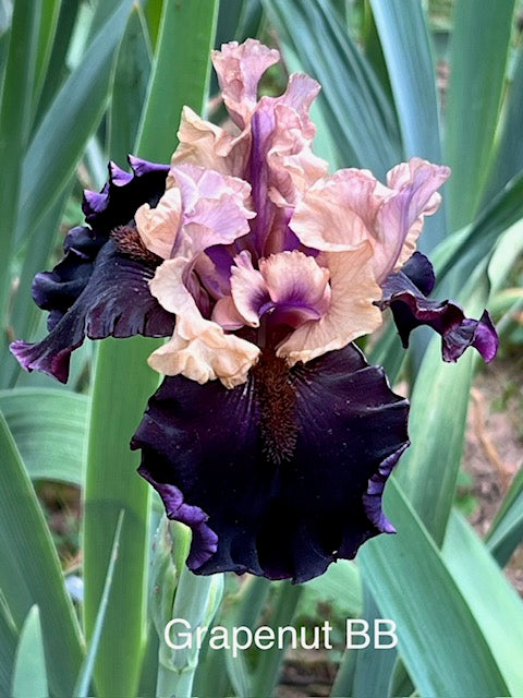 Grapenut BB Iris (Sutton 2012)