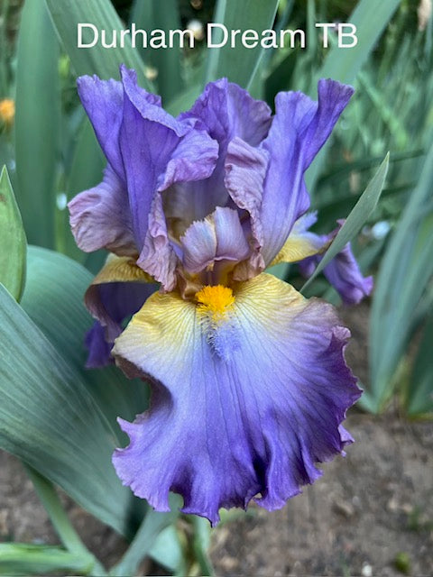 Durham Dream TB Iris (Zurbrigg 1999)
