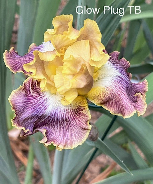 Glow Plug TB Iris (Sutton 2016)