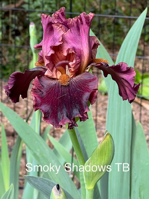 Smoky Shadows TB Iris (Tasco 2010)