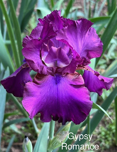Gypsy Romance TB Iris (Schreiner 1994)