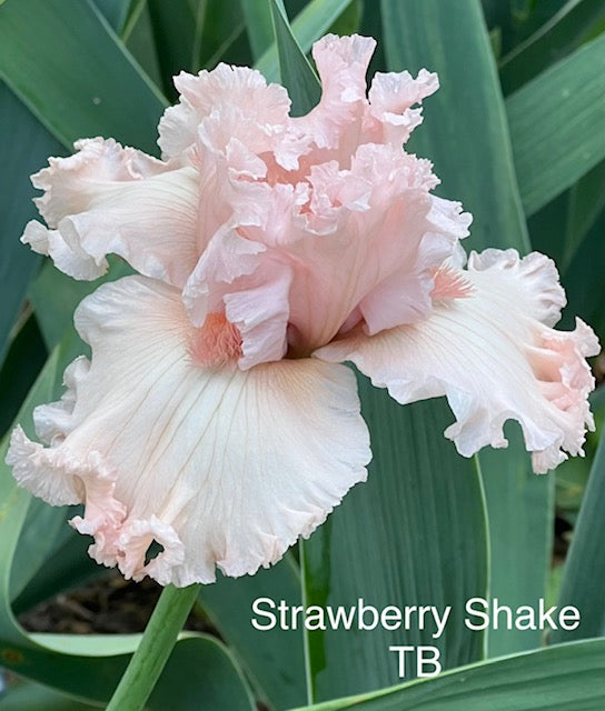 Strawberry Shake TB Iris (Keppel 2011)