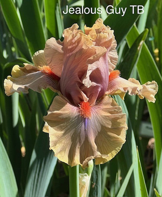 Jealous Guy TB Iris (Blyth 2009)
