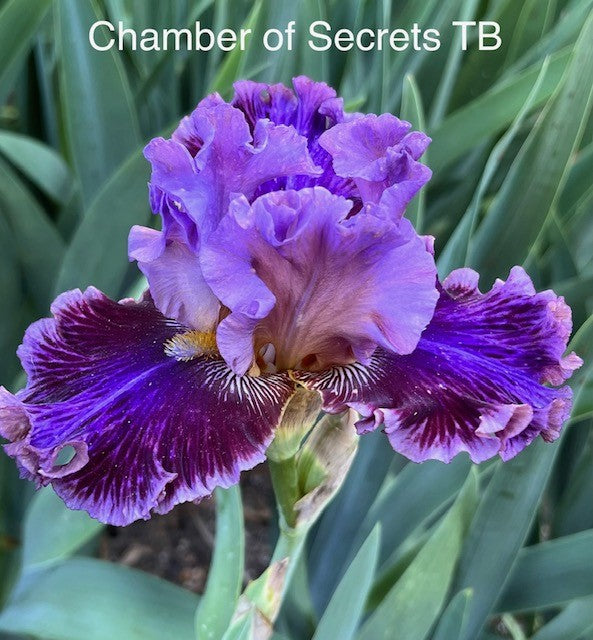 Chamber of Secrets TB Iris (Johnson 2022)