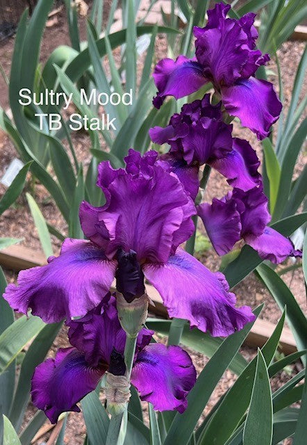 Sultry Mood TB Iris (Schreiner 1989)